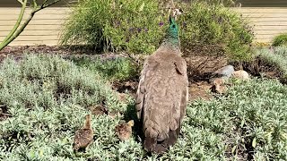 Four Cute Baby Peachicks & Mama Peahen