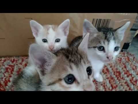 BABY CATS |CUTE CATS | BANGALORE