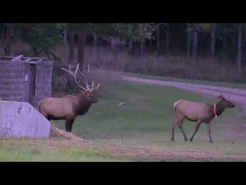 Wisconsin bull elk hit by car! (watch to the end)