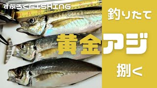 釣りたて【黄金アジ】捌く　▲刺身▲なめろう