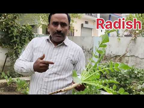 Radish | Modified root | Fusiform root