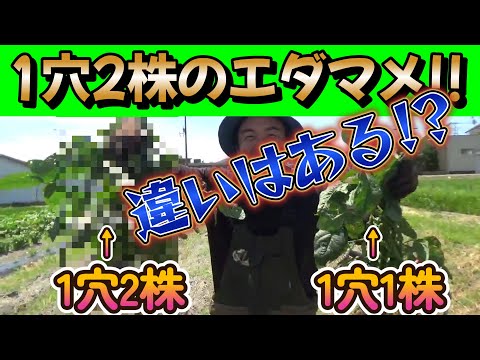 【エダマメ栽培】摘芯無し1穴2株栽培が良いと聞いたので育てて収穫してみた件。【家庭菜園】【農業】【園芸】【農業初心者】