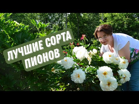 Пионовый Рай | Лучшие сорта пионов | Чем кормить пионы для роскошного цветения