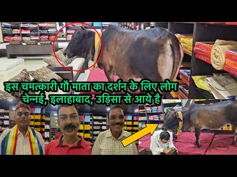 Gau mata Raipur | इस चमत्कारी गौ माता का दर्शन के लिए लोग चेन्नई, इलाहाबाद, उड़िसा आये है