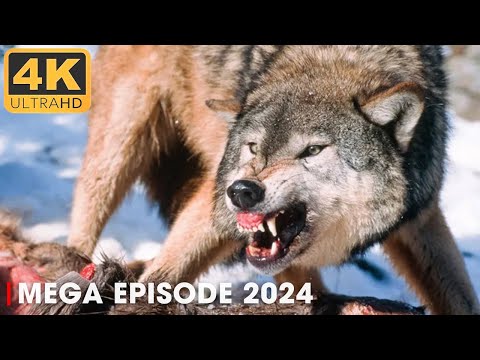 SNOW WOLF | The King of Alaska | 4K Nature Animal Documentary