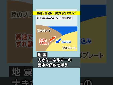 【質問ありがとう】動物や植物は地震を予知できるのか！？