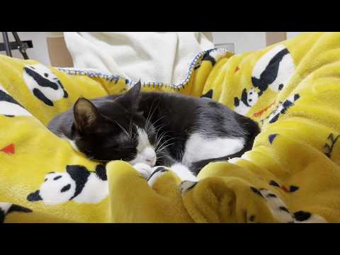 My cat sits on my mom's lap and makes squealing noises through her nose.