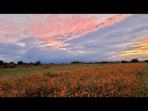 オレンジに染まる秋桜 吹上コスモス 20221008 夕焼け空へ