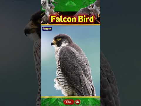 Swift Sound of Falcon Bird | Symbols of Power, Speed & Agility | Creative Nature #birds #shorts