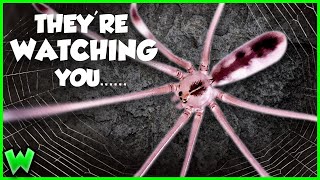 EVERY Spider in Your House - and what they’re doing there (ft. @travismcenery2919 )