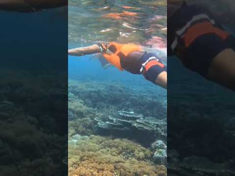 Snorkeling at padar Islands Indonesia. #shorts #snokeling #swiming #diving