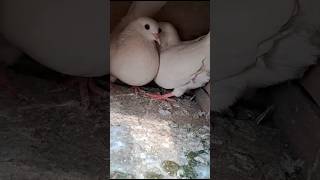 #pigeon #kabootar #youtubeshorts #shortvideo #trending #pigeonvlog