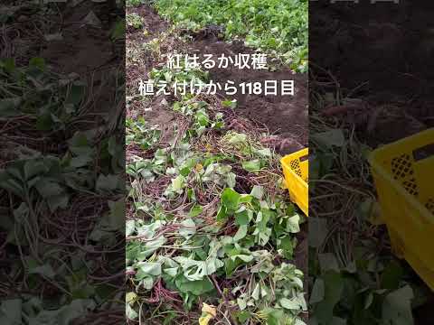 さつまいも　紅はるか収穫開始　植え付けから118日目　群馬県高崎市