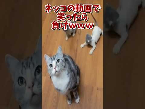 ネッコの動画で笑ったら負けｗｗｗ　#2ch #2ch動物スレ #2ch面白いスレ #動物 #犬 #猫 #癒やし #ねこ