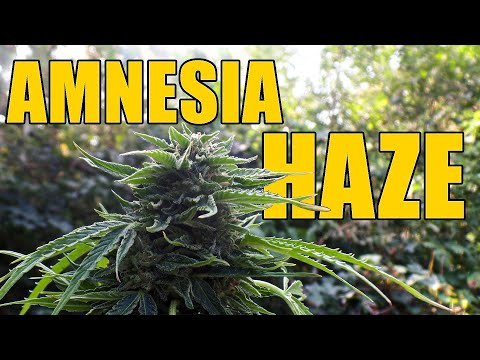 Amnesia Haze Automatic Guerilla Grow