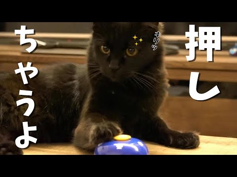 小さな子供くらいの知能はありそうな猫😸【ぷち成長記録vol.20-2021】