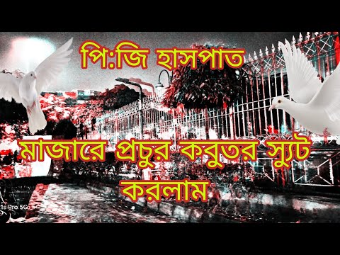 পি:জি মাজারে কবুতর #kabootar#madrasipigeoninkolkata #viralshorts#antique #viralvideo #madrasipigeon