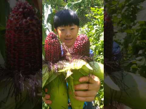 come along with me into the purple corn field