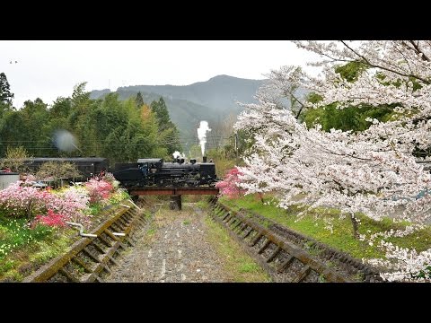 大井川鐵道 SLと桜4 2017年4月15日