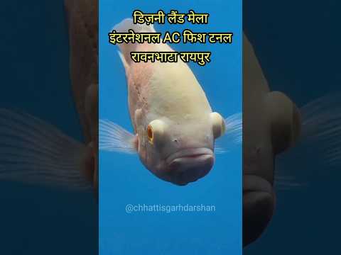 International AC Fish Tunnel Rawanbhata Raipur | #chhattisgarhdarshan #shorts #fishtunnel