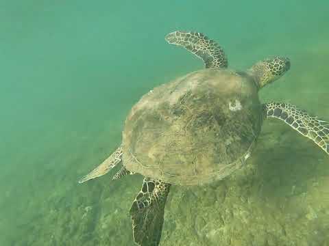 Partie 2 rencontre avec les tortues du pacifique