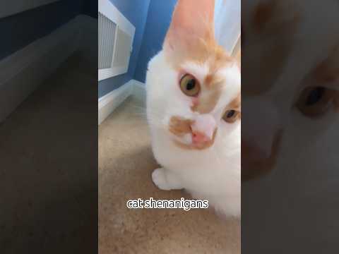 cat shenanigans #cute #cat #cats #milo #fypシ゚viral #fyp