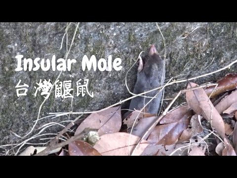 發現台灣鼴鼠！ I Found an Insular Mole !!