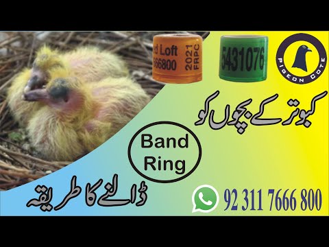 Pigeon's Band Ring | What is Pigeon Ring | General Ring Number and Self Ring Number | Pigeon Cote