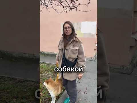 #творчество #собака #сиба #блог #художник #юмор #креатив #искусство