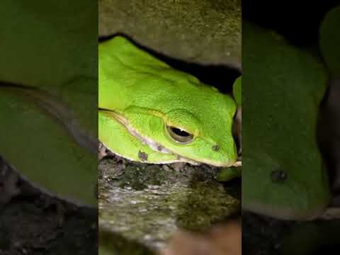 翡翠樹蛙 很美!! Emerald Tree Frog, so lovely!! #frog #herping #nature #wildlife