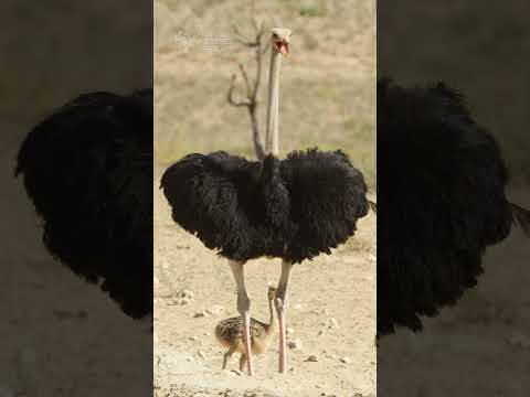 Ostrich protecting chicks. #ostrich #birds #birdwatching #kgalagadi #kalahari #wildlife #babyanimals