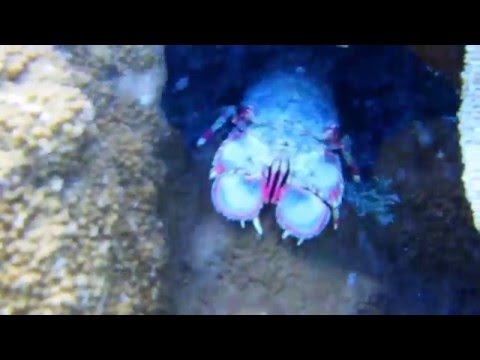 【ハナウマ湾】ハワイでダイビング！スリッパロブスター！Scuba Diving find lobster at Hanauma Bay