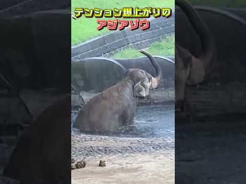 アジアゾウが大雨でテンション爆上げ #shorts #ZOO-1グランプリ #アジアゾウ