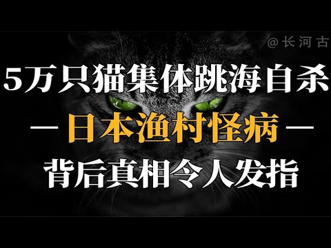 5万只猫集体跳海自杀，真相曝光竟是这样！日本因小利丧大德！