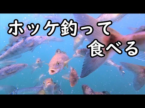 【サビキ釣り】ホッケ釣って食べる