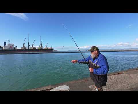 Shark at the Cut Gisborne New Zealand