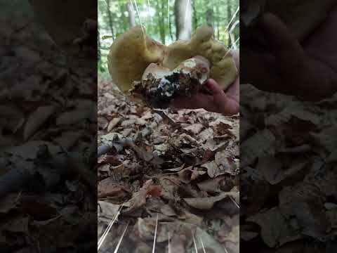 Summer cep, twin summer mushroom #shorts #shortvideo #foraging #boletusreticulatus