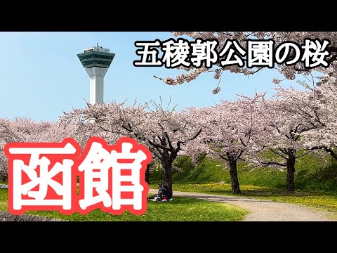 【函館観光】五稜郭公園の桜　撮影：2023年4月22日