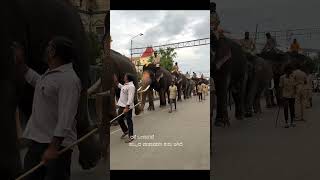 Elephants Grace Mysore Streets for Dasara Festival Kickoff | #shortsfeed #mysoredasara #shortsviral