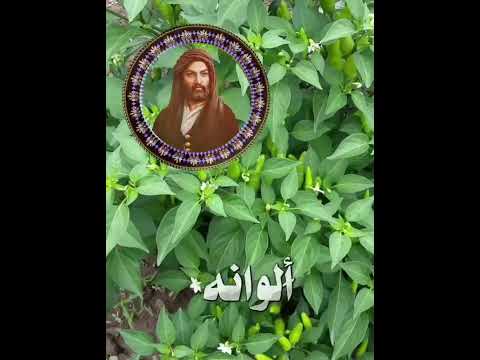 حكم واقوال الامام علي عليه السلام