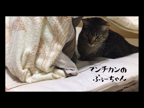 【大好きなヒモと遊ぶ猫】