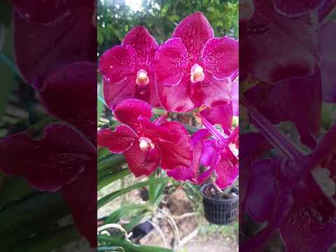 Vanda Orchid Flowering / Learn Gardening #Shorts