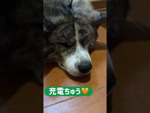 充電される秋田犬 #秋田犬 #癒し