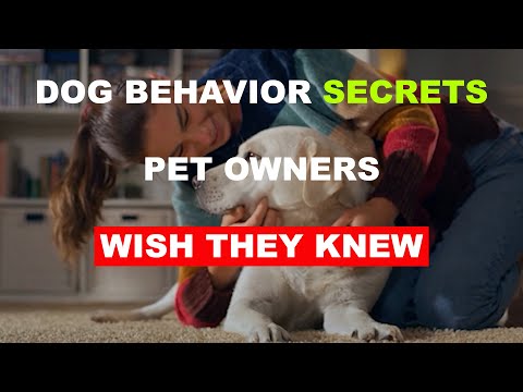 Dog Behavior Secrets Pet Owners Wish They Knew