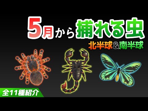 【あつ森】5月から捕れる虫を全て紹介！出現時間や場所・条件など捕まえるコツについても徹底解説！サソリやタランチュラなどレア虫がたくさん登場！【あつまれどうぶつの森　5月虫図鑑コンプリート】