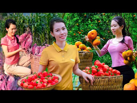 FULL VIDEO 366 DAYS HARVESTING Tomato - Orange - Bamboo - Banana - Garden Goes to market sell