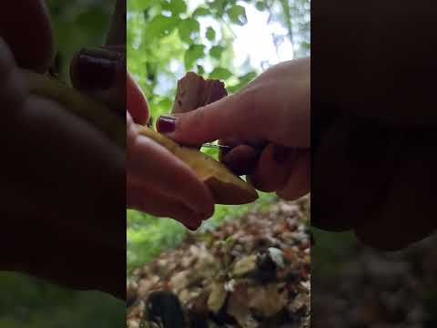 Hot summer, Porcini #shorts #shortvideo #wildmushroom