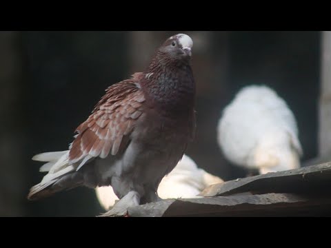 Pigeons Lovers | Beautiful Laka Kabootar | Lahori Kabotar | Beautiful Pigepons