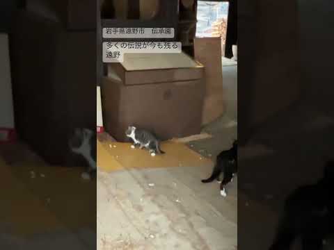 猫に案内された先には…【岩手県遠野市　伝承園】#shorts #猫 #猫の道案内