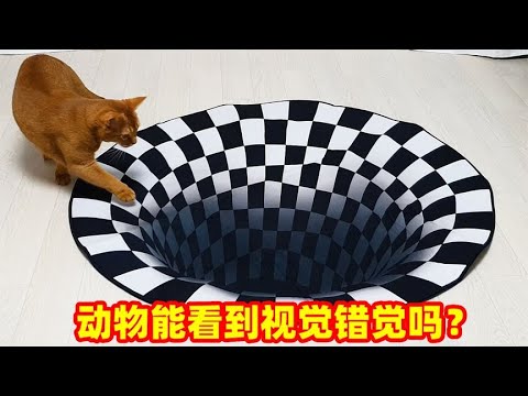 猫狗能够看到视觉错觉吗？用3D立体地毯进行实验